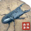 ヒラタクワガタ オス 上翅にシワあり 【山口県産】 WD個体 (現物個体) 国産 販売 生体 成虫 昆虫 飼育 観賞 本土ヒラタ 採集個体 平鍬形 クワガタムシ