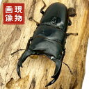 国産オオクワガタ オス 【能勢SR血統】大型血統 軽度の顎ズレ 国産 販売 生体 成虫 大型個体 ブリード個体 大型 中型 国産 昆虫 飼育 観賞 人気 ♂