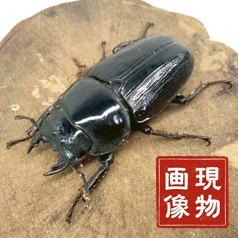 オオクワガタ YG血統 メス 前胸背板傷有 【現物画像】 写真の個体が届きます 販売 生体 成虫 昆虫 飼育..