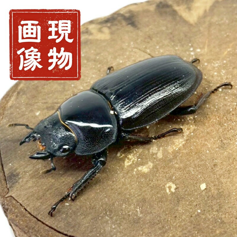 オオクワガタ YG血統 メス 顎欠け有 【現物画像】 写真の個体が届きます 販売 生体 成虫 昆虫 飼育 観..