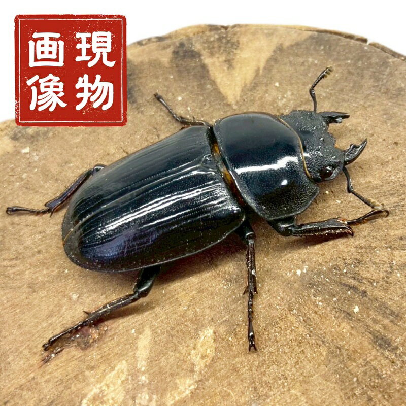 オオクワガタ SR血統 メス 顎欠け有 【現物画像】 写真の個体が届きます 販売 生体 成虫 昆虫 飼育 観..