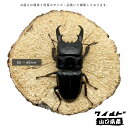 r-kiiro:10016964のサンプル画像3