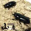 ヒラタクワガタ  国産 販売 生体 成虫 昆虫 飼育 観賞 （サイズ選択可）メス ♀ ブリード個体 新成虫 2023年12月以降に羽化した個体になります。