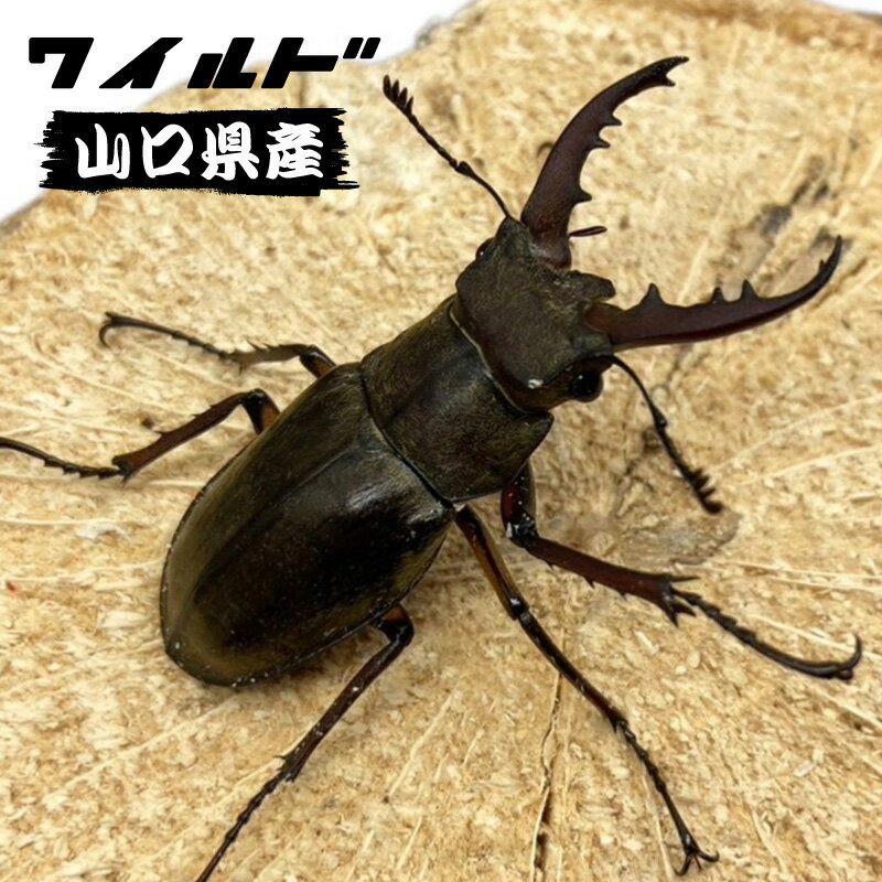 【山口県産・WD個体】ミヤマクワガタ オス【小型50mm以下のフリーサイズ】小さな個体がお好きな方におすすめ 国産 販売 生体 成虫 昆虫 飼育 観賞 採集個体 小型のサムネイル