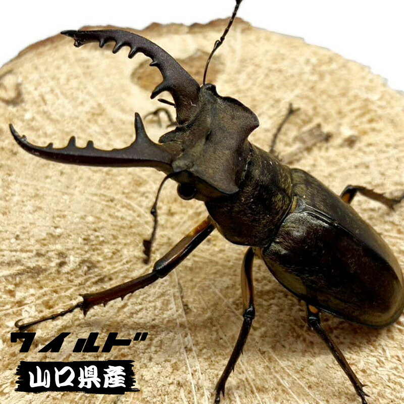 ミヤマクワガタ オス ♂ 中型 【山口県産・WD個体】 【50～60mm サイズ選択】 生体 成虫 国産 販売 昆虫 飼育 観賞 ワイルド 採取 採集 個体のサムネイル