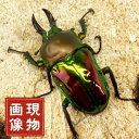 ニジイロクワガタ 【現物画像】写真の個体が届きます クワガタ 外国産 販売 生体 成虫 個体 ブリード 個体 大型 中型 小型 大歯 中歯 小歯 昆虫 飼育 観賞 人気 きれい 色虫 虹色 光沢 にじいろ