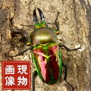 ニジイロクワガタ 【現物画像】写真の個体が届きます クワガタ 外国産 販売 生体 成虫 個体 ブリード 個体 大型 中型 小型 大歯 中歯 小歯 昆虫 飼育 観賞 人気 きれい 色虫 虹色 光沢 にじいろ