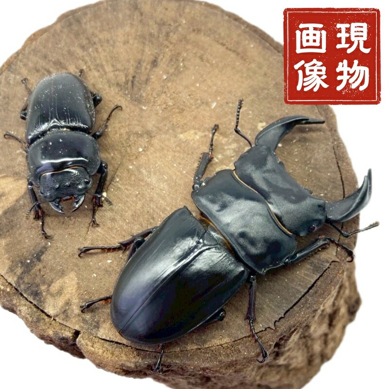 オオクワガタ ペア 【阿古谷産 現物個体】国産 販売 生体 成虫 昆虫 飼育 観賞 オス メス ♂ ♀ ペア 人..