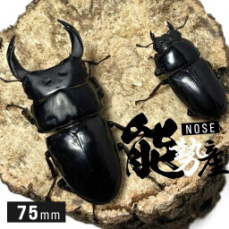 オオクワガタ 【能勢産】国産 販売 生体 成虫 オス メス ペア 個体 現物画像 写真の個体〈オス〉が届きます!! ブリード 個体 大型 中型 国産 繁殖 人気種 昆虫 飼育 観賞