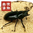 ディディエールシカクワガタ メス 【マレー半島 キャメロン】外国産 販売 生体 成虫 昆虫 飼育 観賞 ブリード個体 ディディエール シカクワガタ