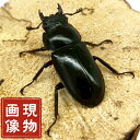 ディディエールシカクワガタ メス 【マレー半島 キャメロン】外国産 販売 生体 成虫 昆虫 飼育 観賞 ブリード個体 ディディエール シカクワガタ