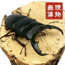 マリンドッケオオヒラタ オス 【現物画像】 【フィリピン マリンドッケ島 】外国産 販売 生体 成虫 昆虫 飼育 観賞 ブリード個体