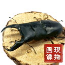 マリンドッケオオヒラタ オス 【現物画像】 【フィリピン マリンドッケ島 】外国産 販売 生体 成虫 昆虫 飼育 観賞 ブリード個体