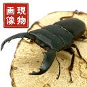 スマトラオオヒラタ オス 【アチェ産】 極太血統 【現物画像/オス】 写真の個体が届きます 外国産 販売 生体 成虫 個体 ブリード 個体 大型 昆虫 飼育 観...