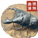 スマトラオオヒラタ オス 【アチェ産】 極太血統 【現物画像/オス】 写真の個体が届きます 外国産 販売 生体 成虫 個体 ブリード 個体 大型 昆虫 飼育 観賞