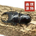 ホペイオオクワガタ オス 単 極太血統 【 現物個体】 中国 外国産 販売 生体 成虫 個体 ブリード 個体 大型 中型 繁殖 人気種 昆虫 飼育 観賞 ♂単品