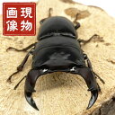 ホペイオオクワガタ オス 単 極太血統 【 現物個体】 中国 ホーペ 外国産オオクワガタ 販売 生体 成虫 個体 ブリード 個体 大型 中型 繁殖 人気種 昆虫 飼育 観賞 ♂単品
