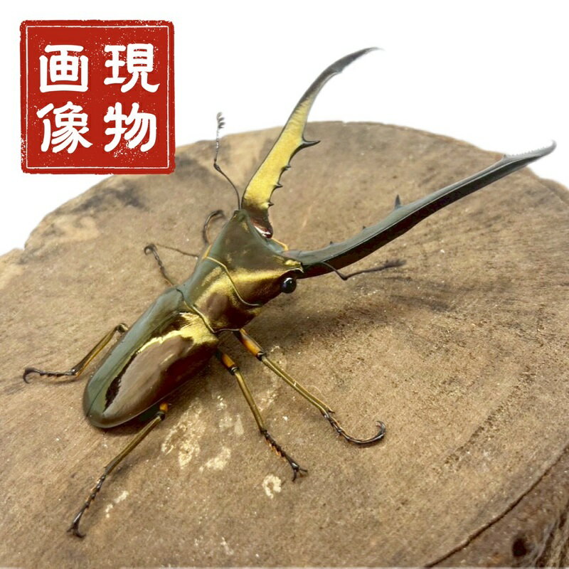メタリフェルホソアカクワガタ オス 亜種 ( サンギレンシス ) 【現物画像】写真の個体が届きます 外国..
