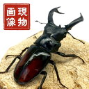 サヌチフタマタクワガタ オス 【現物画像/オス】 写真の個体が届きます 新成虫 外国産 販売 生体 成虫 オス ブリード 個体 赤サヌチ 観賞 飼育 繁殖用に