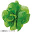 ユーイング 水耕栽培種子　サラダ菜　「GreenFarm」　UH−LA06 UH−LA06