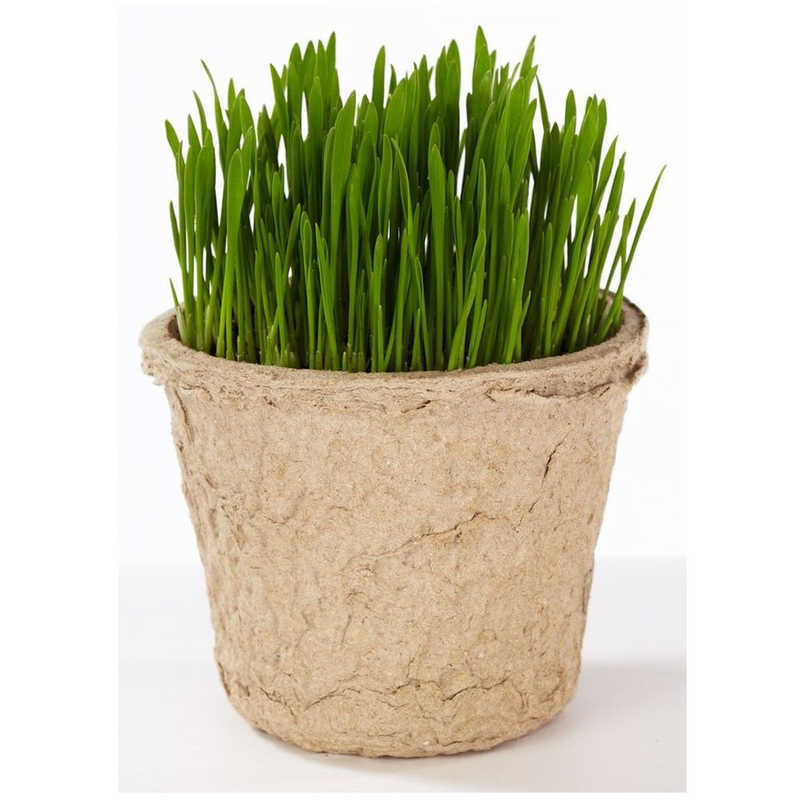 �����९�ꥨ���ġ�GLDog&CatGrassSet����ǭ������������ݥ��å�