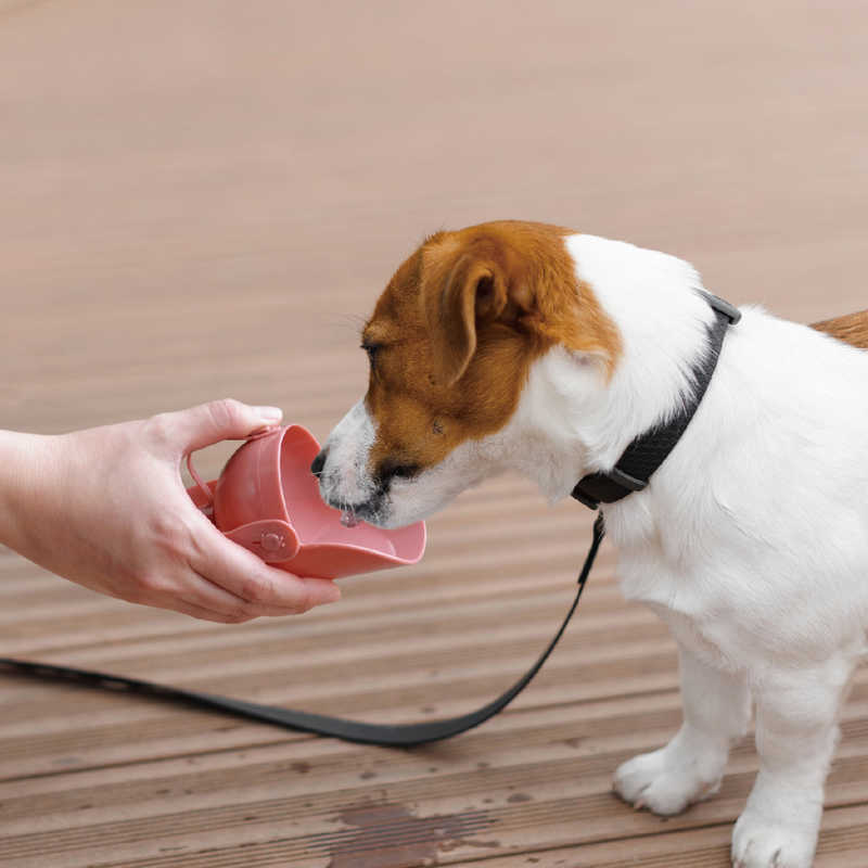 �ɥ����ޥ󡡤��Ǥ����ܥȥ륭��å׷� �ԥ�