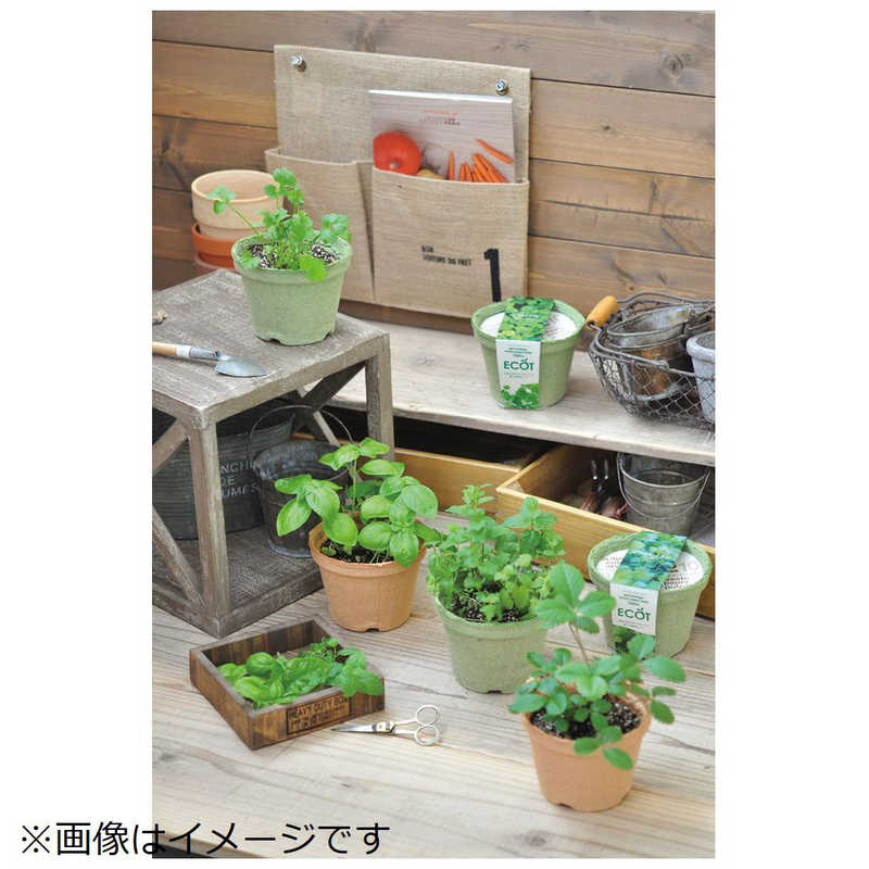 聖新陶芸　聖新 エコット M ミニトマト　GD41109