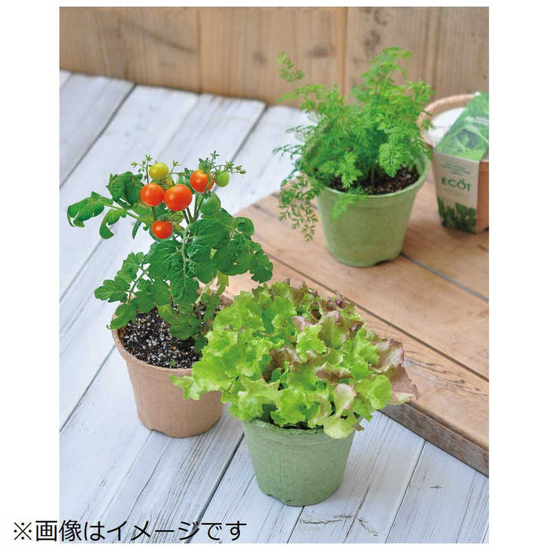 聖新陶芸　聖新 エコット M ミニトマト　GD41109