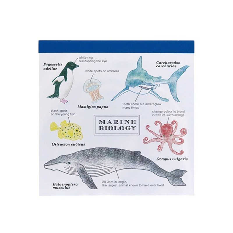 GREENFLASH　STUDYHOLIC メモパッド・スクエア 海洋生物学 GreenFlash　ST-060