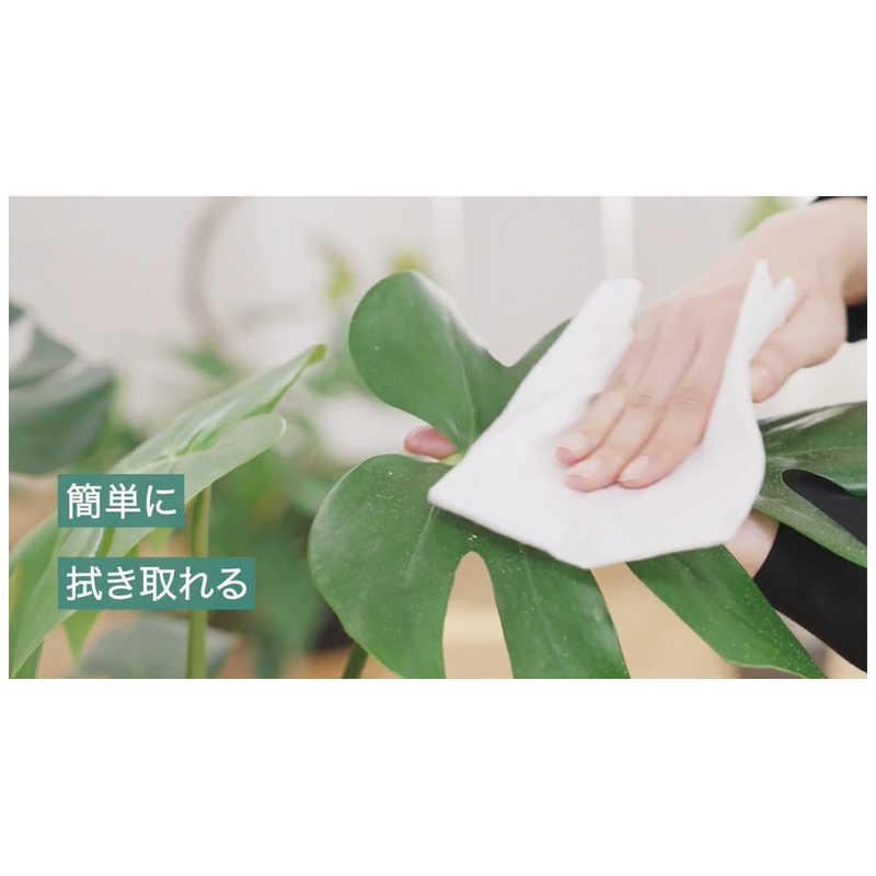 KINCHO園芸　MYPLANTS葉をきれいにするシート 10枚　MYPLANTSハヲキレイニスルシート