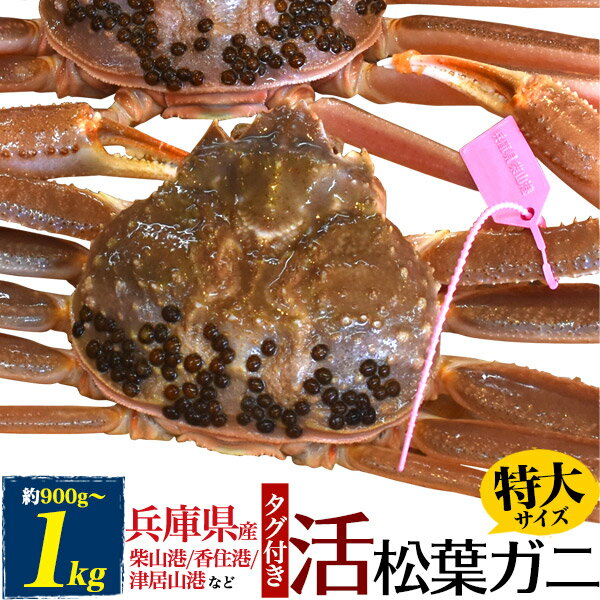 送料無料 活松葉ガニ 1杯 約900g～1kg 活ガニ(生きたまま出荷) 産地 ズワイガニ マツバガ ...