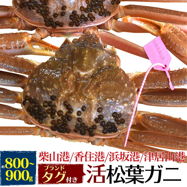 送料無料 兵庫県産 活松葉ガニ 1杯 約800～900g 活ガニ(生きたまま出荷) 1尾 産地 ズワ ...