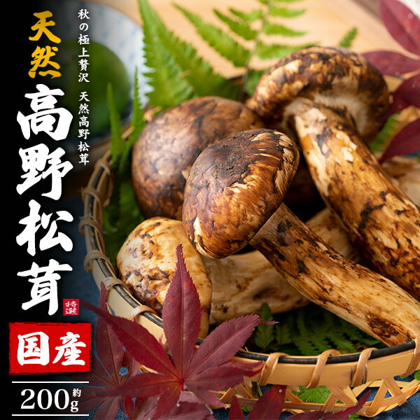 送料無料 天然国産 高野松茸 約200g 300g [ ツボミ 中ツボミ ヒラキ ランダム] 傘の開き具合 おまかせ アソート 詰め合わせ マツタケ まつたけ 和歌山県 和歌山県産 国内産 日本産 秋の味覚 旬の食材 未冷凍 きのこ キノコ 天然松茸 高級食材 食材 本数指定不可 直送w