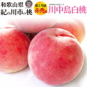送料無料 桃 完熟桃 川中島白桃 最上等級 3玉 2kg 4kg 赤秀品 有機栽培 もも モモ ピーチ 和歌山県産 甘い 果物 贈答用 ギフト プレゼント 贈り...