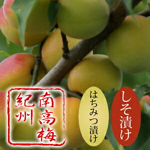 紀州南高梅 つぶれ梅 1.4kg お得用 訳あ...の紹介画像2