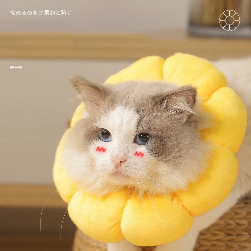 ꥶ٥顼 ǭ   Ѹ ڤ ݸ ߤɻ ե å 