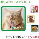 【3cm×3cm ペットシール】