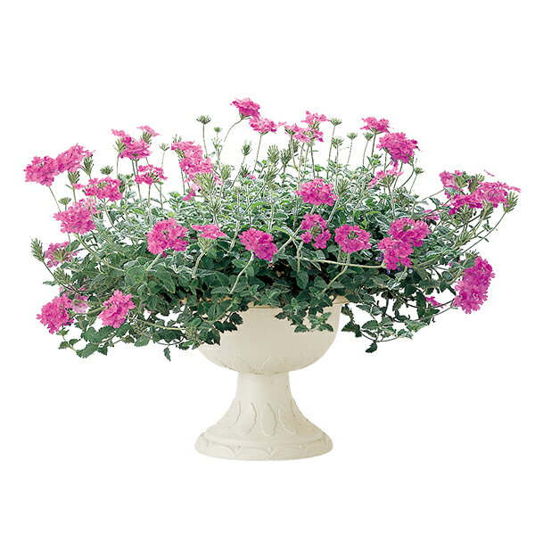 ��å����� �ץ�󥿡� �ϥʡ��� ������ɥ��å� 30�� �����ܥ꡼ 2�ĥ��å� �� ����ȭ ������ɥ��å� �����ǥ˥� ȭ