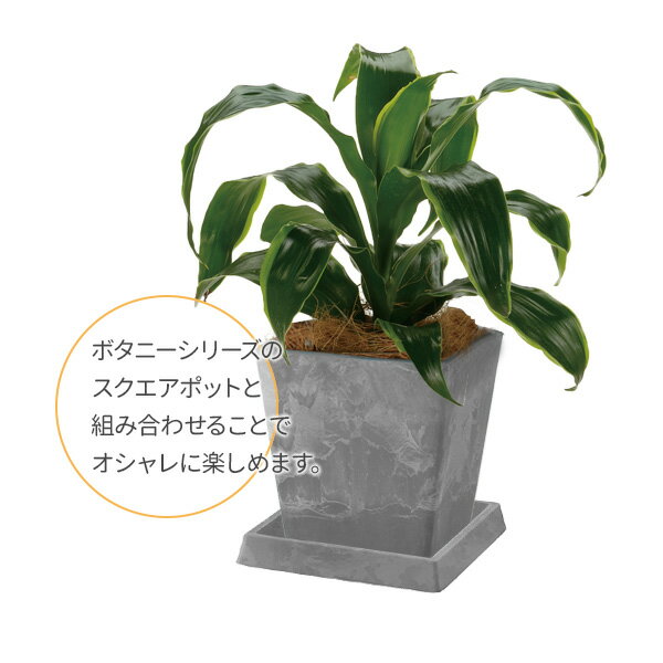 ��å����� ������ �ܥ��ˡ� ���������ץ졼�� 10�� �饤�ȥ��졼(LG) �� �ץ졼�� �� �ץ�󥿡��ץ졼�� ������ �������� ������� �ץ�󥿡� ȭ ���ȭ �����ǥ˥� ����夭�� ��鴶