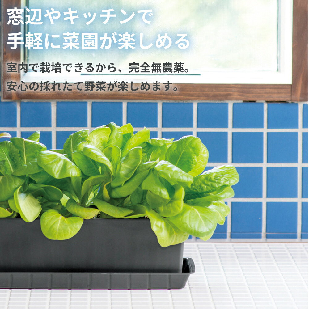 リッチェル 室内用プランター ベビーリーフプラ...の紹介画像2