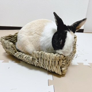 期間限定 うさぎおもちゃ 川井 わらっこ倶楽部 ごろ寝ソファーワイド うさぎウサギ 兎 うさぎ藁ベッド うさぎかじれるベッド チモシーベッド うさぎ専門店 うさぎ ストレス解消 うさぎ牧草入れ