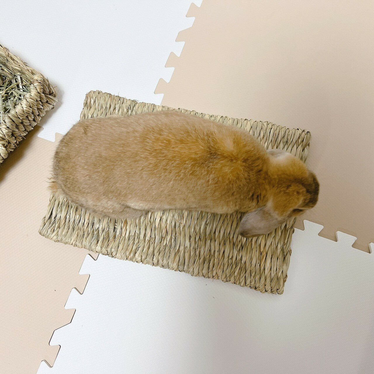 川井 わらっこ倶楽部 うさぎの座ぶとん Lうさ...の紹介画像3
