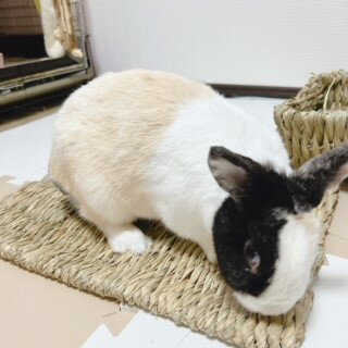 川井 わらっこ倶楽部 うさぎの座ぶとん Lうさ...の紹介画像2