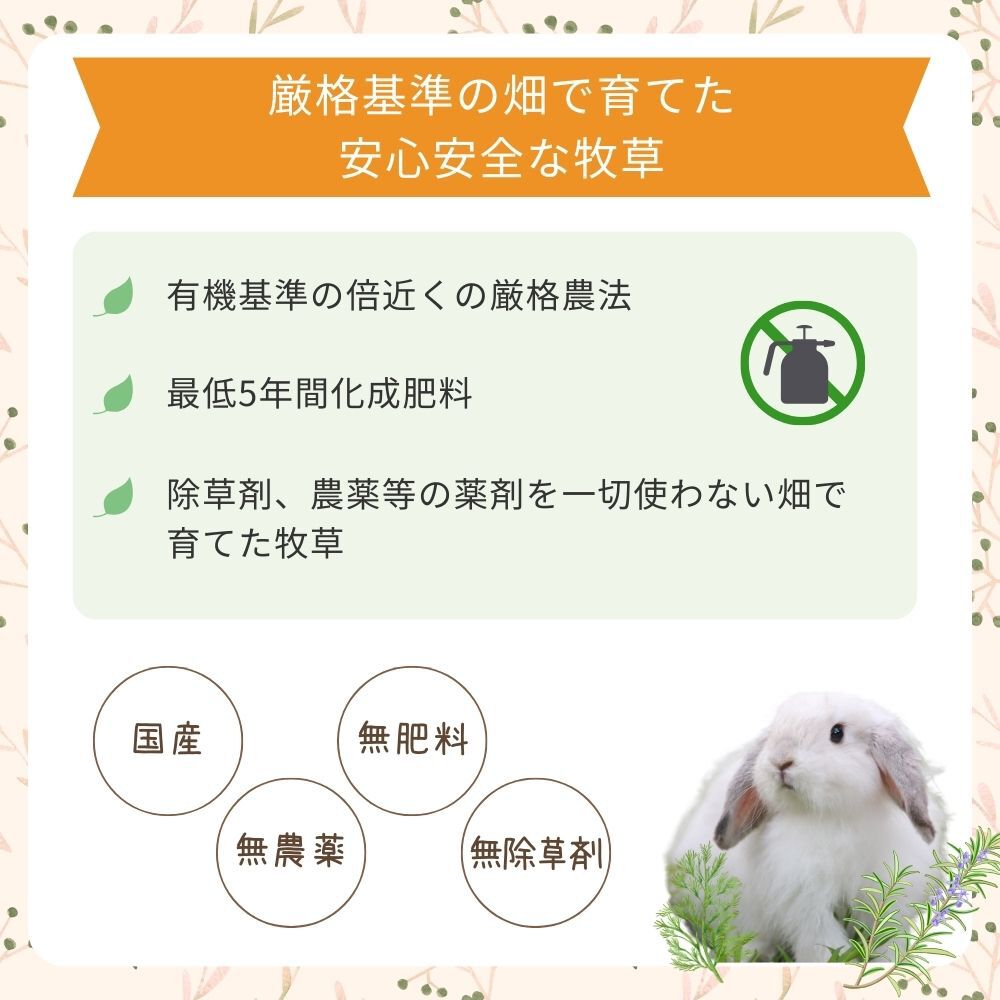 �����ꥢ��饤���饹�ܡ��� 6������ �����ꥢ��饤���饹 �� ���������� ����������뤪�����