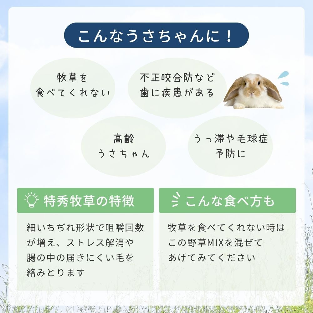 �ý����𡡹� �����ꥢ��饤���饹�����������𡡥����饤��������ͽ�ɡ��������硡������̵��������