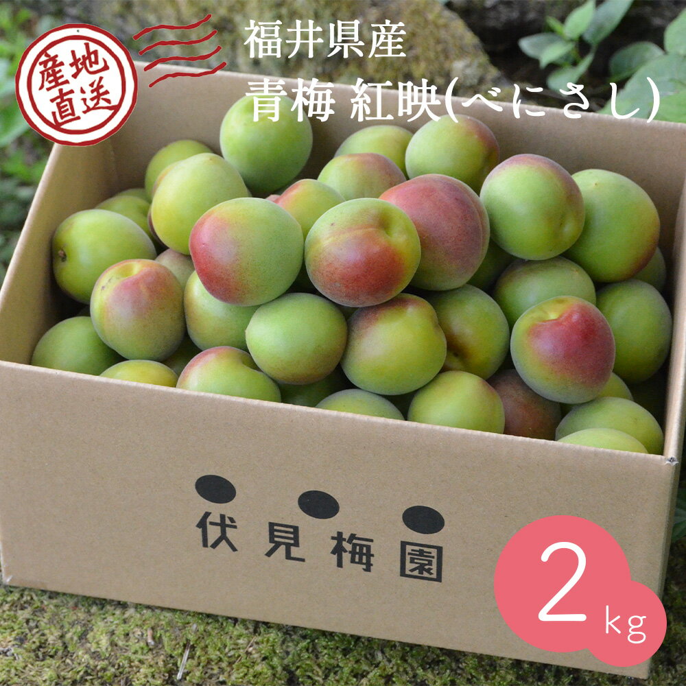 【産地直送】 青梅 (紅映) 2kg 福井県産 予約販売 6月中旬〜下旬出荷予定