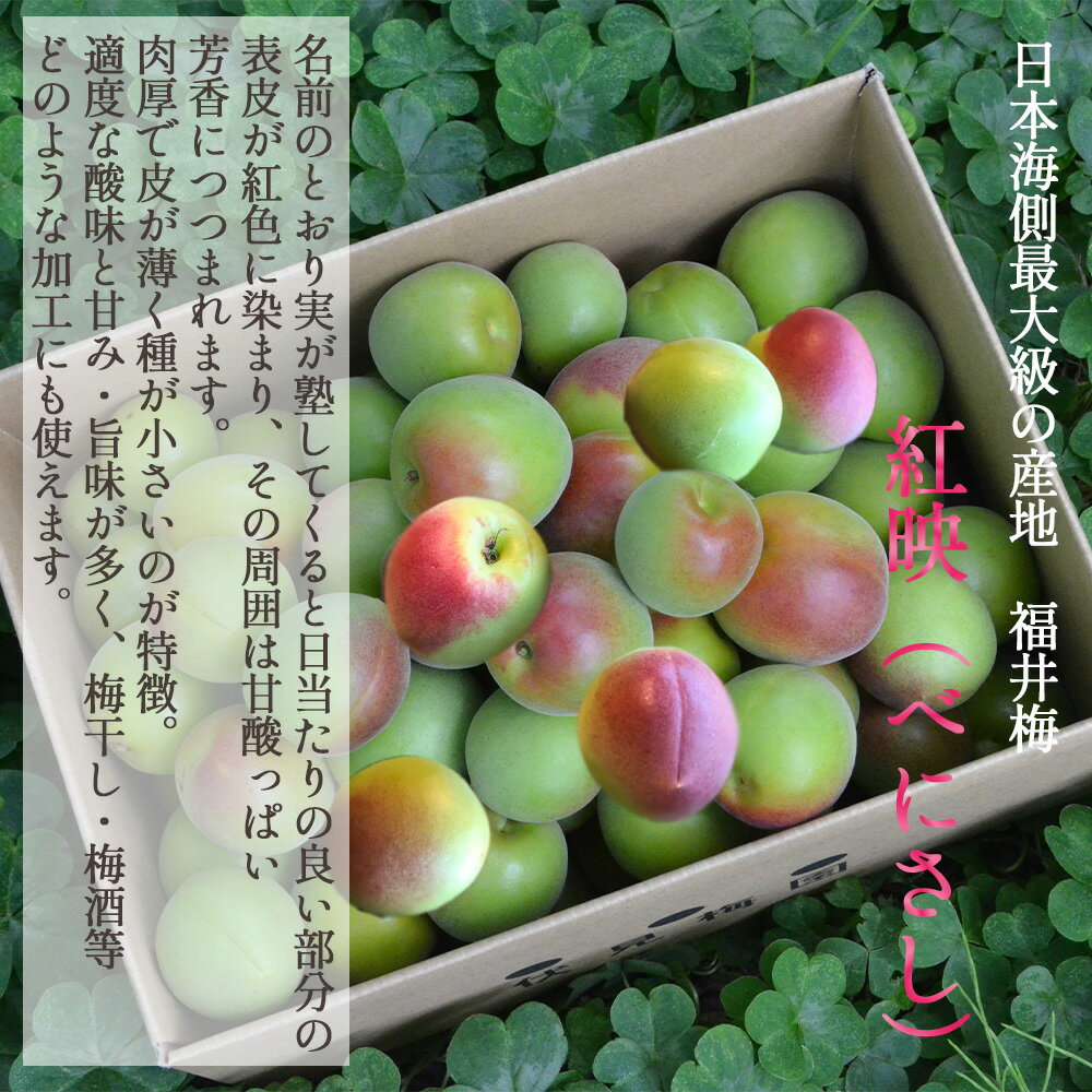 【産地直送】 青梅 (紅映) 2kg 福井県産 予約販売 6月下旬～7月中旬出荷予定