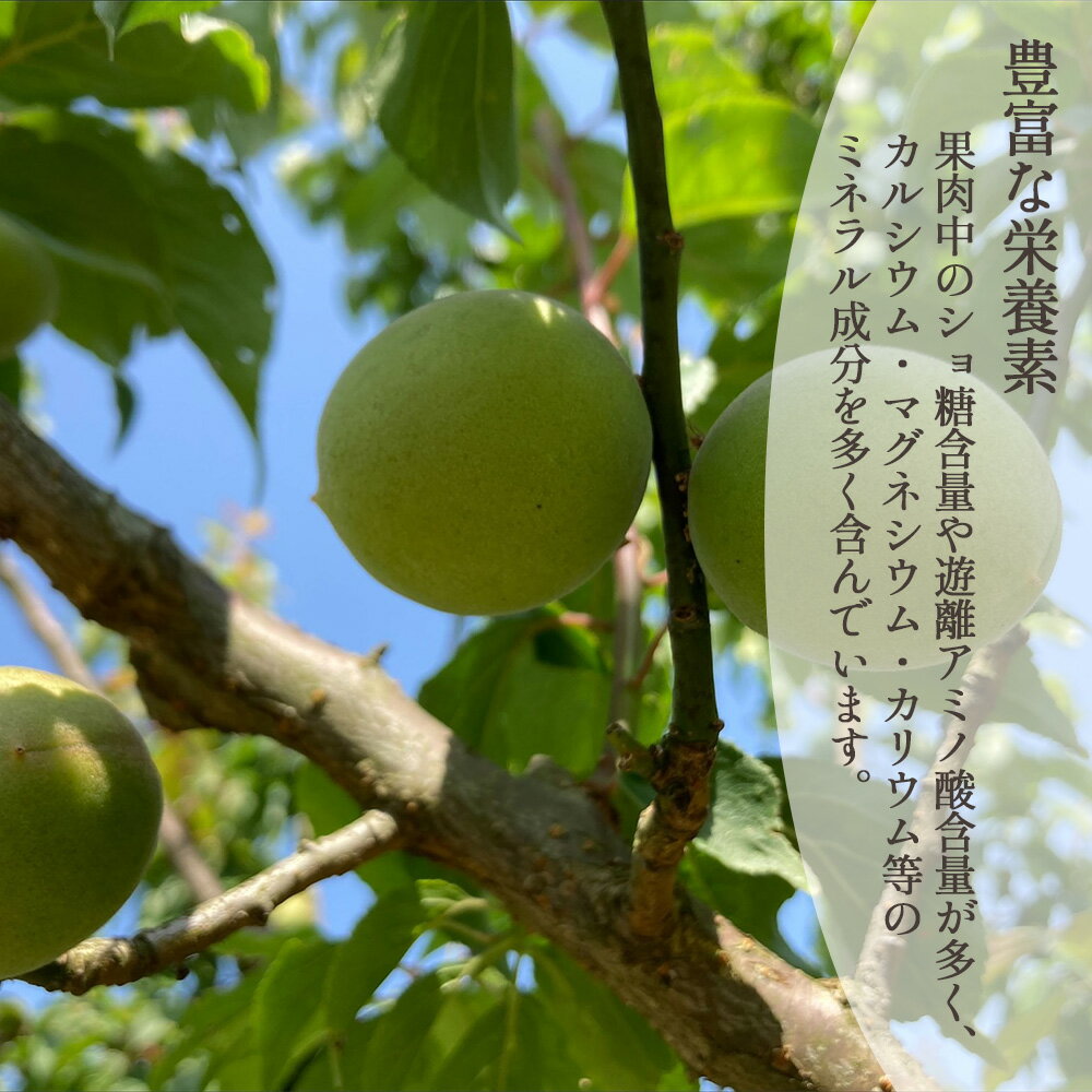 【産地直送】 青梅 (紅映) 2kg 福井県産 予約販売 6月下旬～7月中旬出荷予定