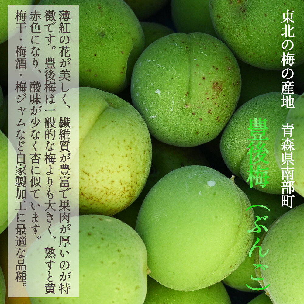 【産地直送】 青森県 豊後梅 2kg 青梅 梅 うめ 梅酒 梅干し 梅シロップ 梅干 梅シ...