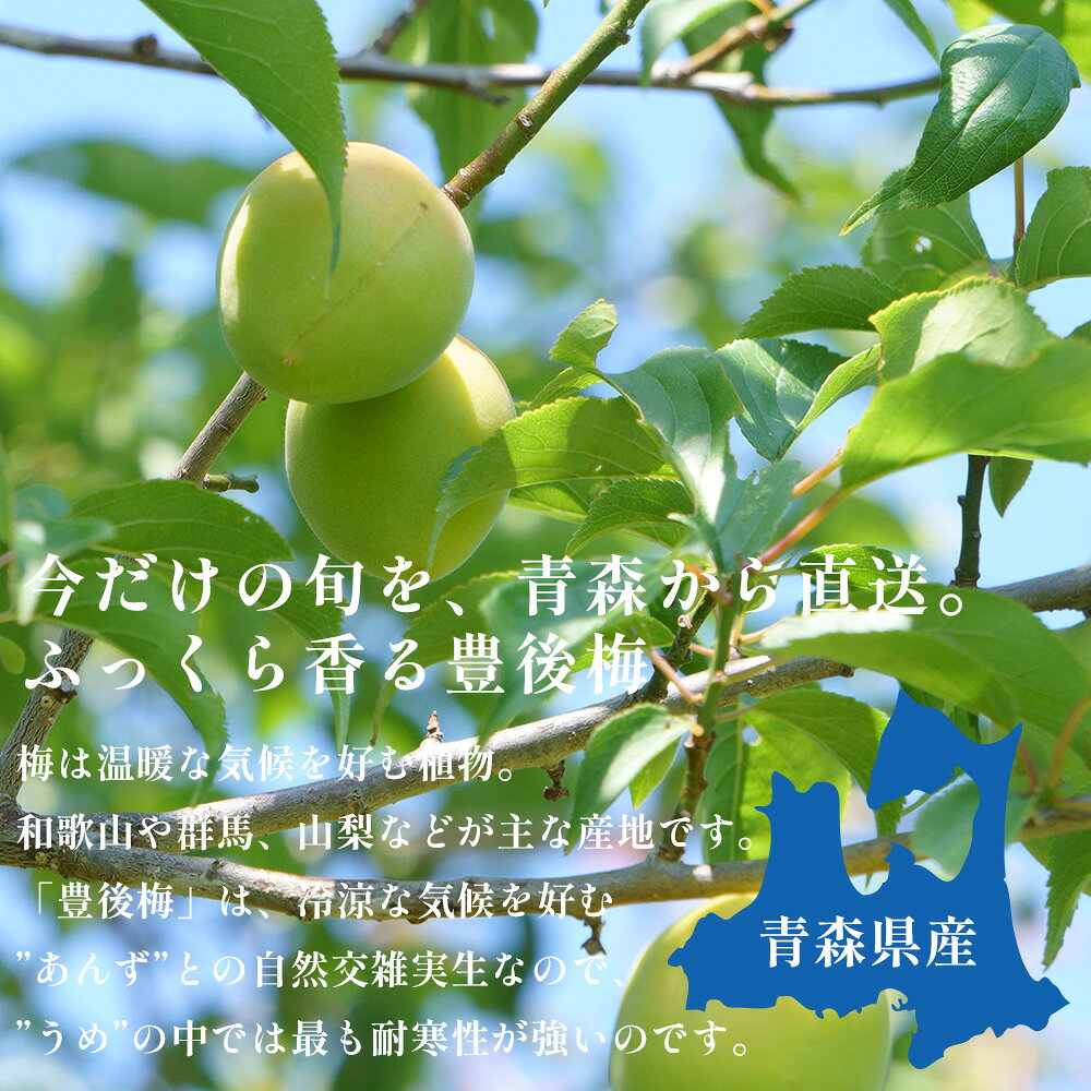 【産地直送】 青森県 豊後梅 2kg 青梅 梅 うめ 梅酒 梅干し 梅シロップ 梅干 梅シ...